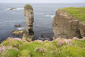 Landmark Prints: Sea stack Yesnaby Castle and cliffs - Orkney Mainland LA005111