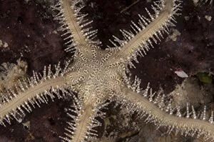 Images Dated 12th December 2006: Sea Star
