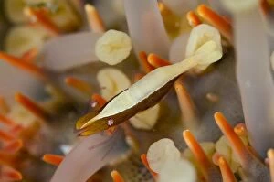 Acanthaster Gallery: Sea Star Shrimp on underside of Crown-of-thorns