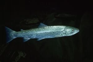 Images Dated 22nd February 2010: Sea Trout