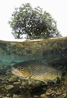 Fresh Water Fish Collection: Sea trout, Salmo trutta, on Zezere river, Portugal. Found in streams, ponds, rivers and lakes