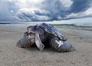 Blind Gallery: Sea Turtle blind and wounded turtle choked to death