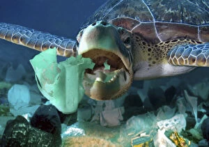 Sea turtle eating a detergent plastic bottle. Plastic
