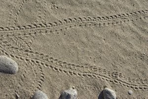 Images Dated 17th February 2010: Sea Turtle - hatchling tracks on beach - Punta Colorado - Sea of Cortez - Baja California - Mexico