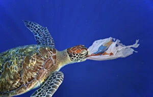 Aquatic Pollution Gallery: Sea turtle swallowing a plastic bag much like a