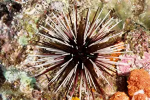 Urchin Prints: Sea urchin (Echinothrix calamaris). Richelieu Rock, Andaman Sea, Thailand