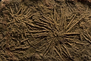 Images Dated 31st January 2006: Sea Urchin Fossils (Pennsylvannian) - Northern Texas