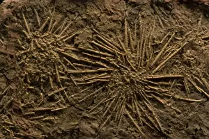 Urchin Prints: Sea Urchin Fossils (Pennsylvannian) - Northern Texas