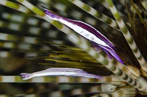 Amed Gallery: Sea Urchin Shrimp - pair on Double-spined Urchin