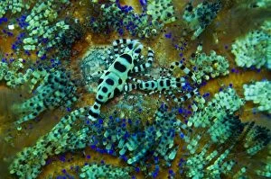 Sea Urchin Shrimp - these shrimp spend their lives sheltered by the stinging spines of their sea urchin host