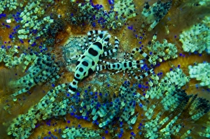 Images Dated 26th August 2008: Sea Urchin Shrimp - these shrimp spend their lives sheltered by the stinging spines of their sea