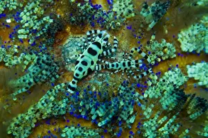 Commensal Prints: Sea Urchin Shrimp - these shrimp spend their lives sheltered by the stinging spines of their sea urchin host