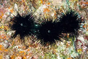 Urchin Prints: Sea urchins (Echinothrix diadema). Richelieu Rock, Andaman Sea, Thailand