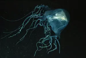Sea Wasp / Box Jellyfish - deadly - with fish in bell