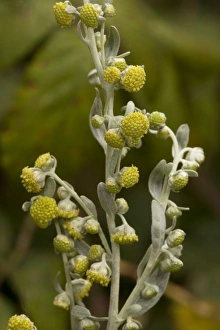 Images Dated 24th August 2006: Sea wormwood