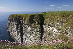 Seabird Cliffs