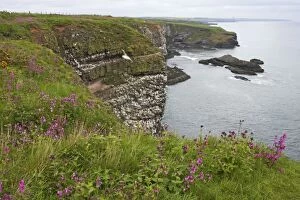 Shetland Island Collection: Seabird Cliffs Fowlsheugh RSPB Reserve, Grampian, UK LA003101