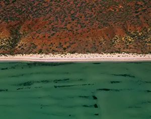 Seagrass bed / dugong habitat at Herald Bight (Dugong dugon) Shark Bay, Peron Peninsula, Western Australia JPF43590
