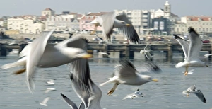 Images Dated 14th November 2007: Seagull close-up - Peniche, Portugal. Because of the vibrant activity at this major Portugese