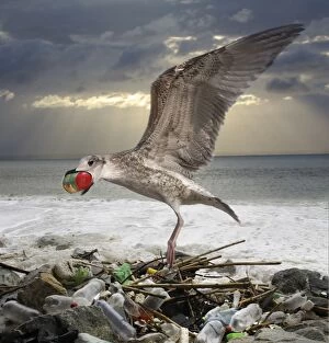 Seagull eating plastic garbage (composite image)