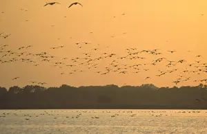 Seagull Flock in flight over Hickling Broad at Sunset Norfolk UK