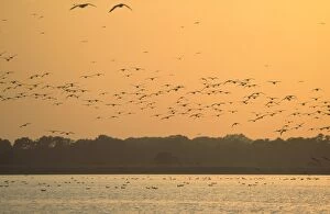 Seagull - Flock in flight at Sunset
