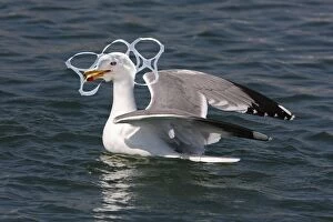Pollution Gallery: Seagull with head entangled in plastic six-pack ring