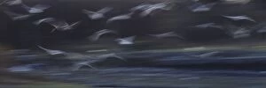 Images Dated 26th November 2010: Seagulls - in flight - using a slow shutter speed to enhance movement