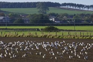 Seagulls - flock resting on ploughed field beside North Sea, autumn