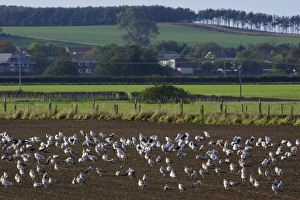 Seagulls - flock resting on ploughed field beside North Sea, autumn Seagulls - flock resting on ploughed field beside North Sea, autumn