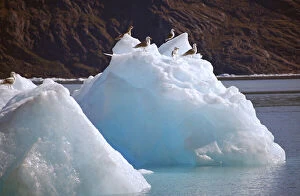 Seagulls flocking to the icebergs of Godthabs