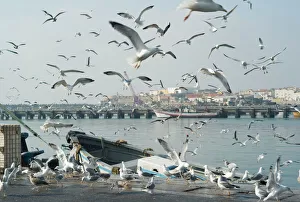 Seagulls at Peniche, Portugal Seagulls at Peniche, Portugal