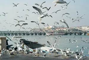 Ports Prints: Seagulls at Peniche, Portugal. Just one hours drive north From Lisbon