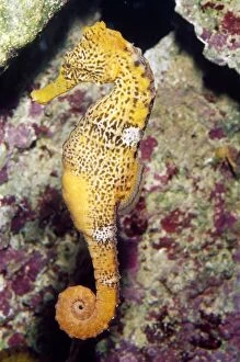 Images Dated 4th January 2012: Seahorse - Caribbean to South Pacific