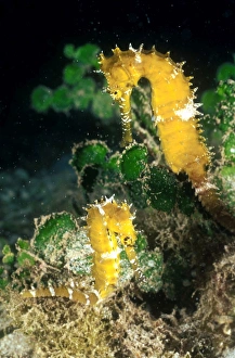 Images Dated 16th April 2008: Seahorse - ' Longsnout' size 6 cm Tahiti French polynesia