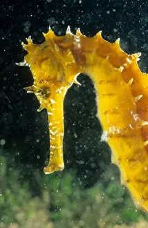Marine Prints: Seahorse - Longsnout size 6 cm Tahiti French polynesia