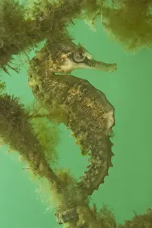 Seahorses Prints: Seahorse - male - Commonly seen in bays and sheltered areas - Sydney Harbour, Australia