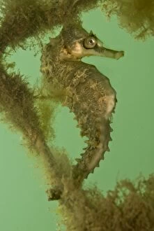 Images Dated 2nd October 2007: Seahorse - on an old net