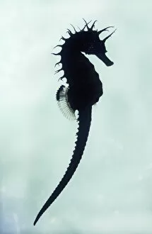 Silhouette Collection: Seahorse - under water silhouette