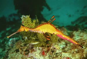 Images Dated 12th October 2004: Seahorse - Weedy Sea Dragon Adult male. With egg cases ontail