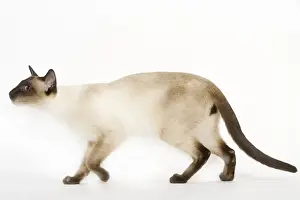Siameses Prints: Seal Point Siamese Cat