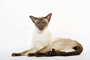 Cats Collection: Seal Point Siamese Cat - lying down