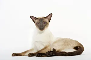 Collections: Cats Collection
