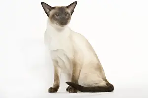 Siameses Prints: Seal Point Siamese Cat - sitting
