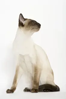 Seal Point Siamese Cat - sitting