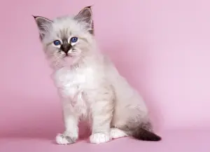Seal Tabby Birman Cat - kitten