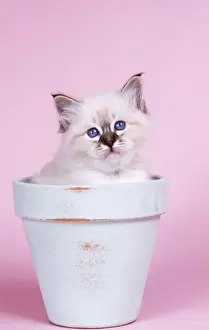 Pots Prints: Seal Tabby Birman Cat - kitten in flowerpot