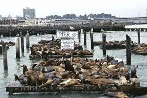 Piers Prints: Sealions - at Pier 39, San Francisco California, United States