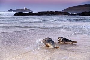 Images Dated 6th February 2008: Seals - on beach released by Seal Sanctuary