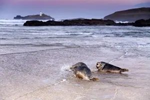 Waves Prints: Seals - on beach released by Seal Sanctuary - Godrevy, Cornwall, UK